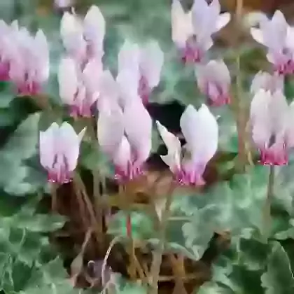 Hederifolium